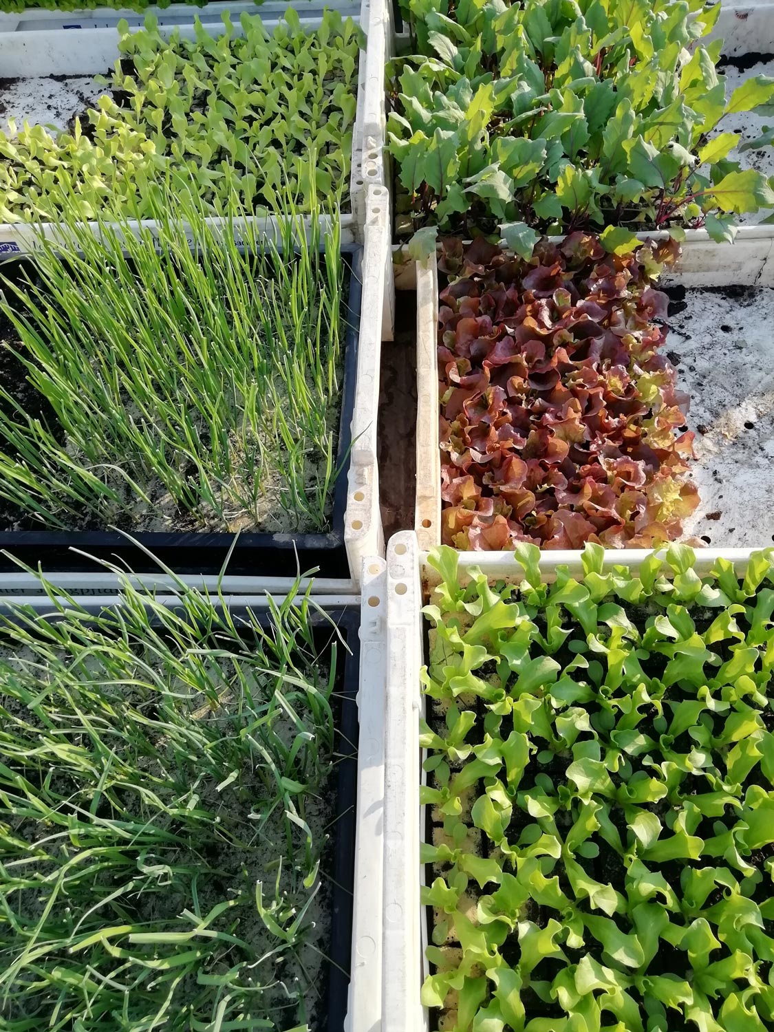 Verschiedene grüne und rote Salat und Zwiebelpflanzen wachsen in weißen Kästen