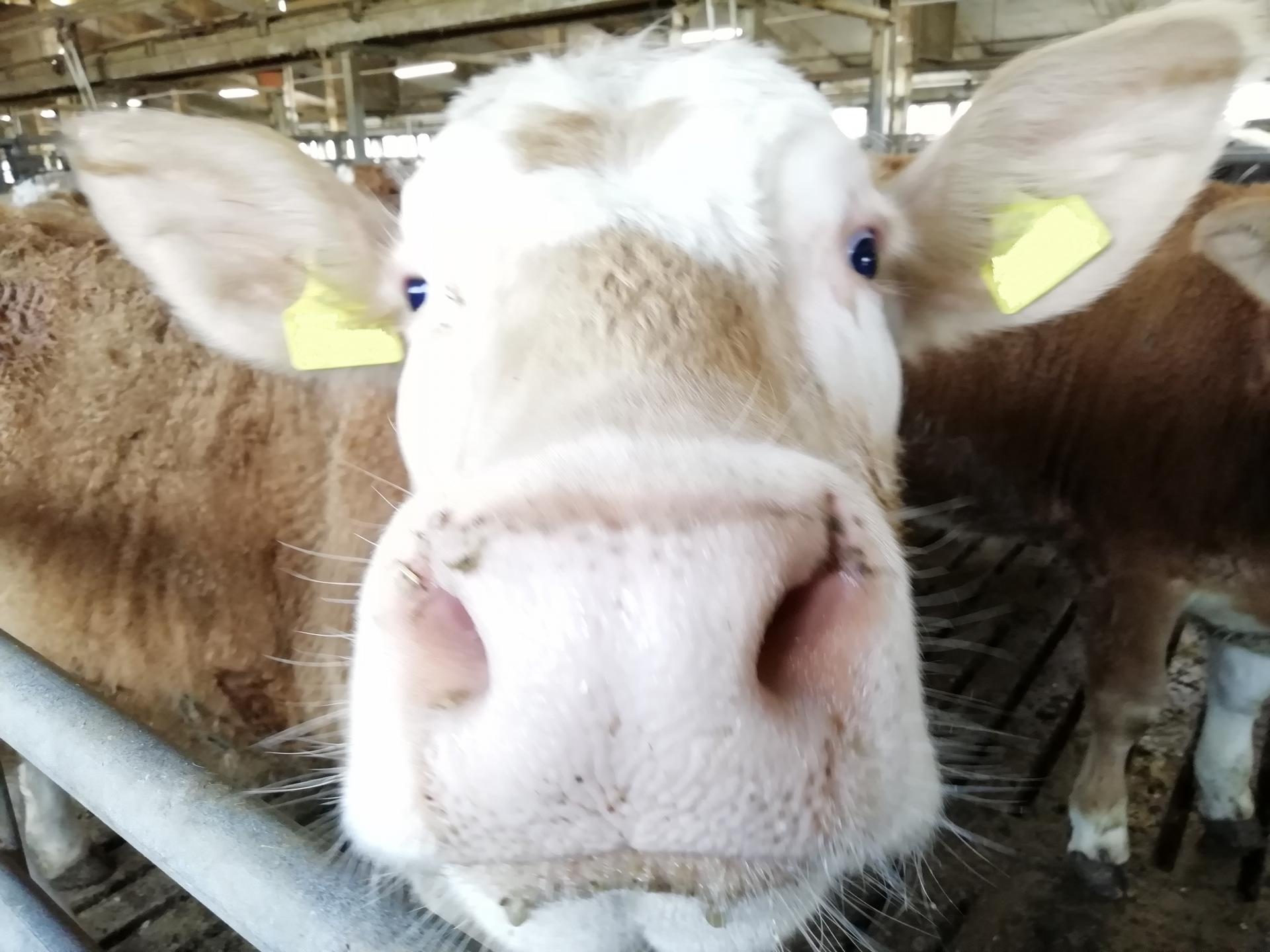 Nahaufnahme einer hellbraunen Kuh mit gelben Ohrmarken in einem Stall schaut neugierig