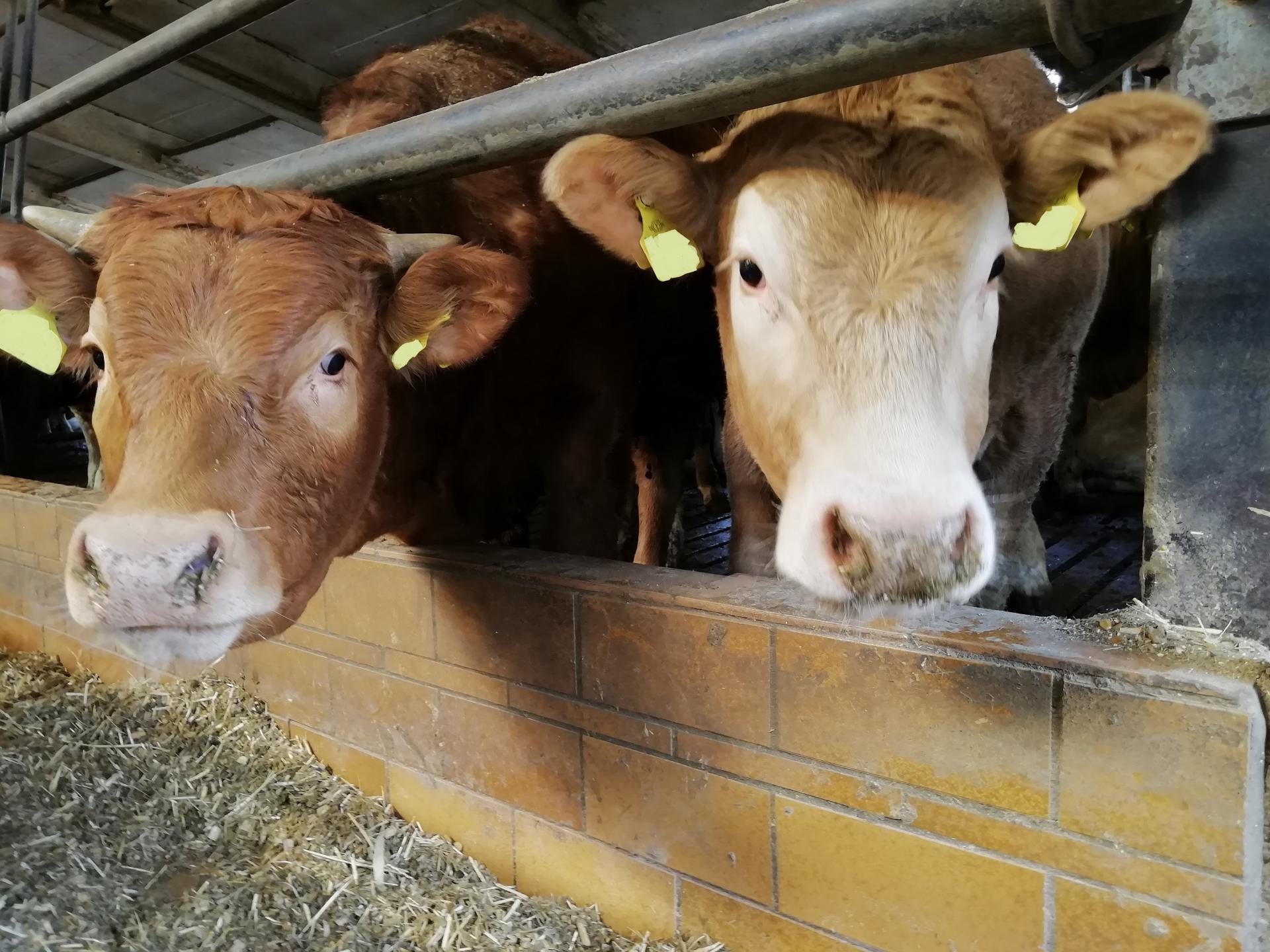 Zwei braune Kühe mit gelben Ohrmarken schauen neugierig aus einem Stall hervor