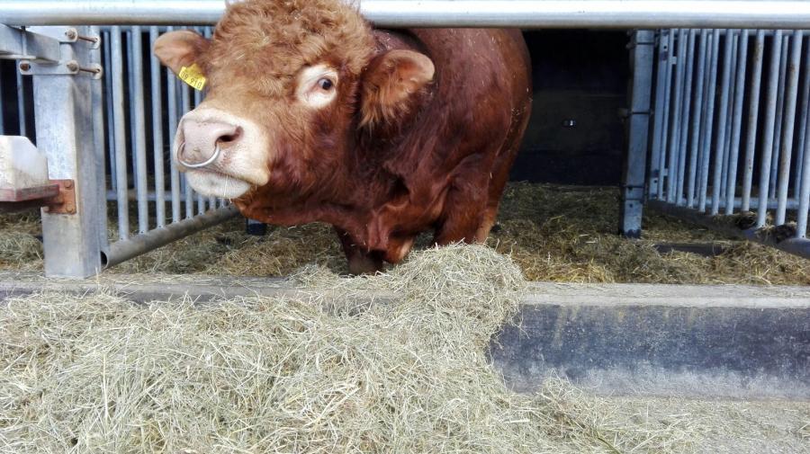 Ein braunes Rind mit ruhigem Blick steht auf Stroh in einem hellen Stall