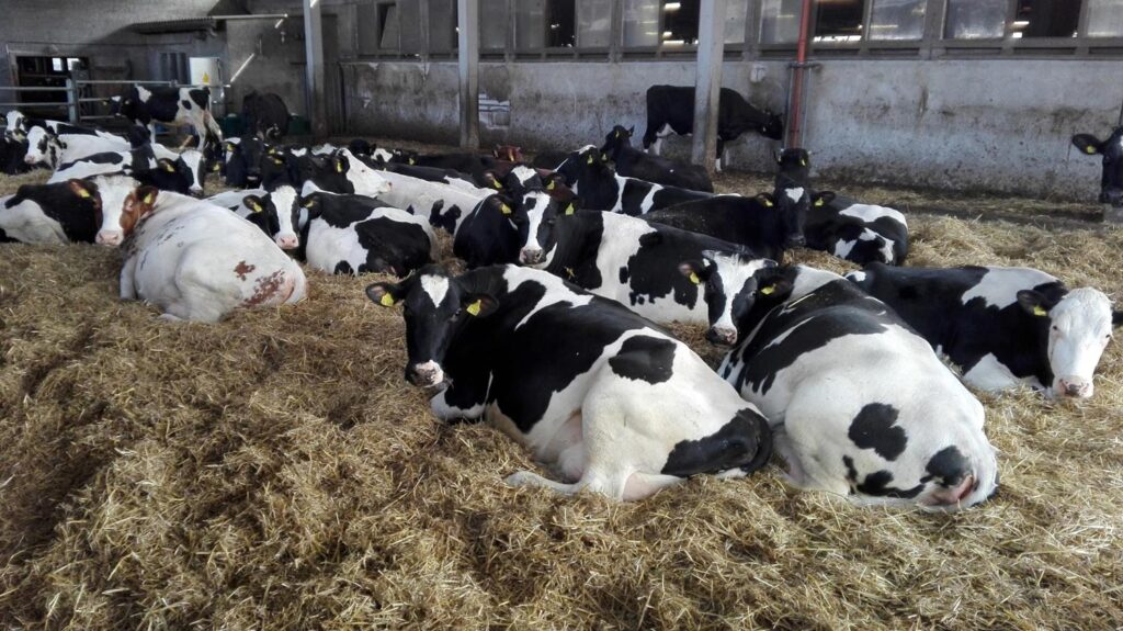 Mehrere schwarz weiße Kühe liegen entspannt auf Stroh in einem Stall
