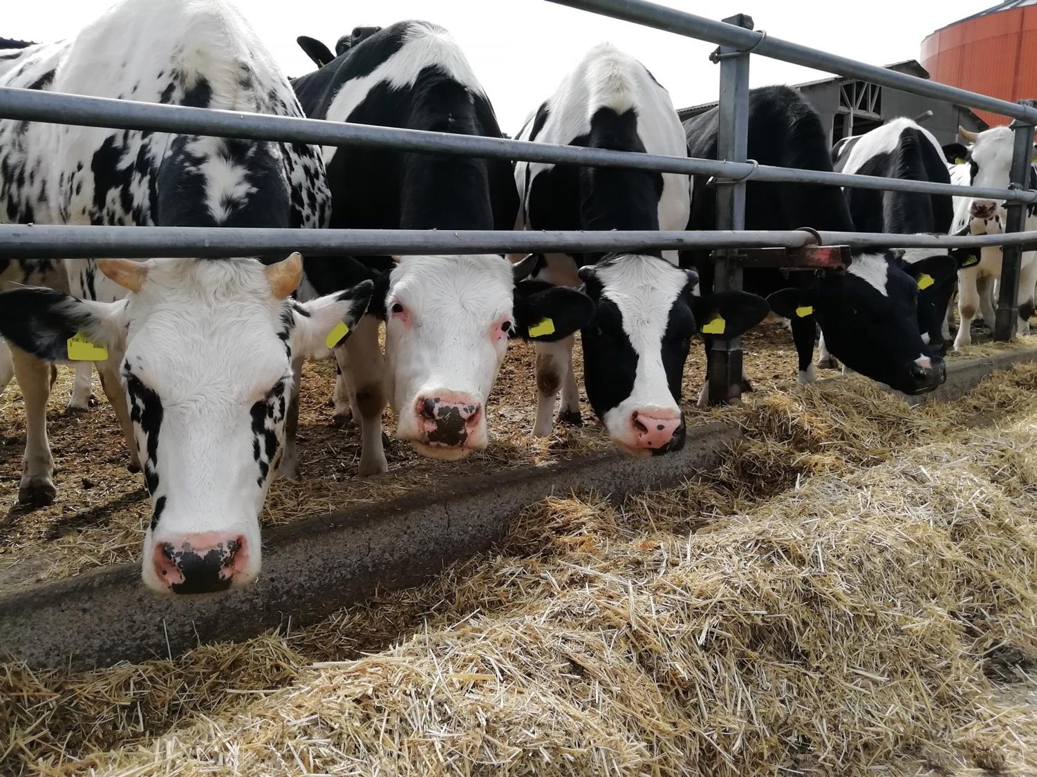 Mehrere schwarz-weisse Kühe mit neugierigem Blick fressen gemeinsam Heu am Futtertrog