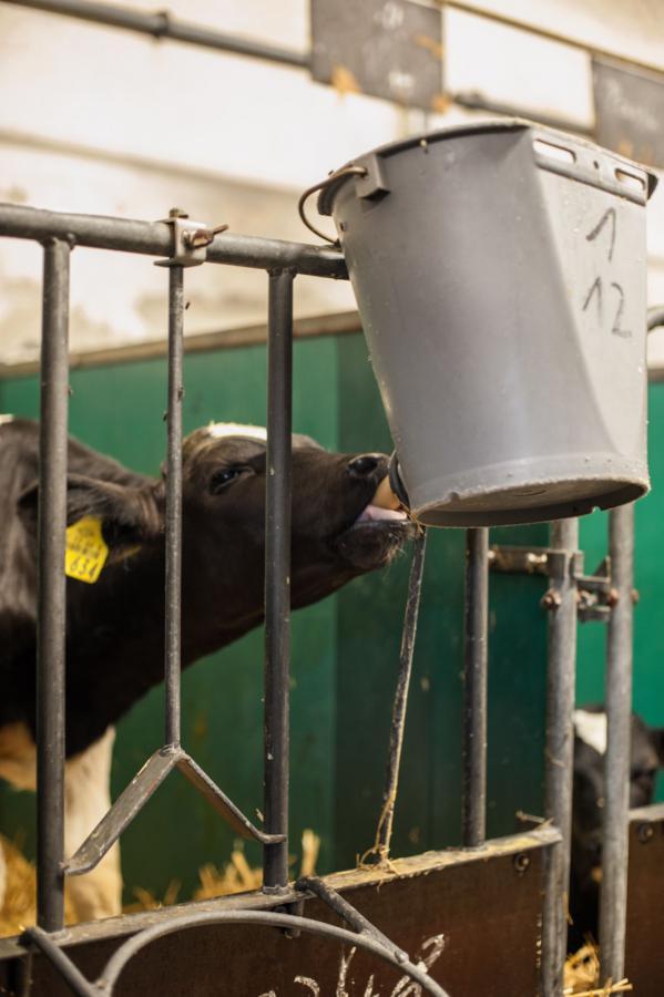 Ein schwarzweißes Kalb leckt neugierig an einem grauen Eimer im Stall