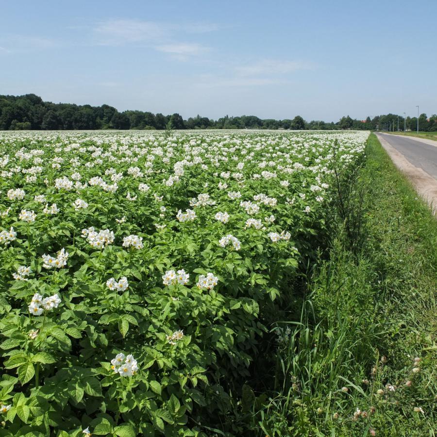 Ein weites Feld mit blühenden Kartoffelpflanzen neben einer Landstraße im Sonnenschein