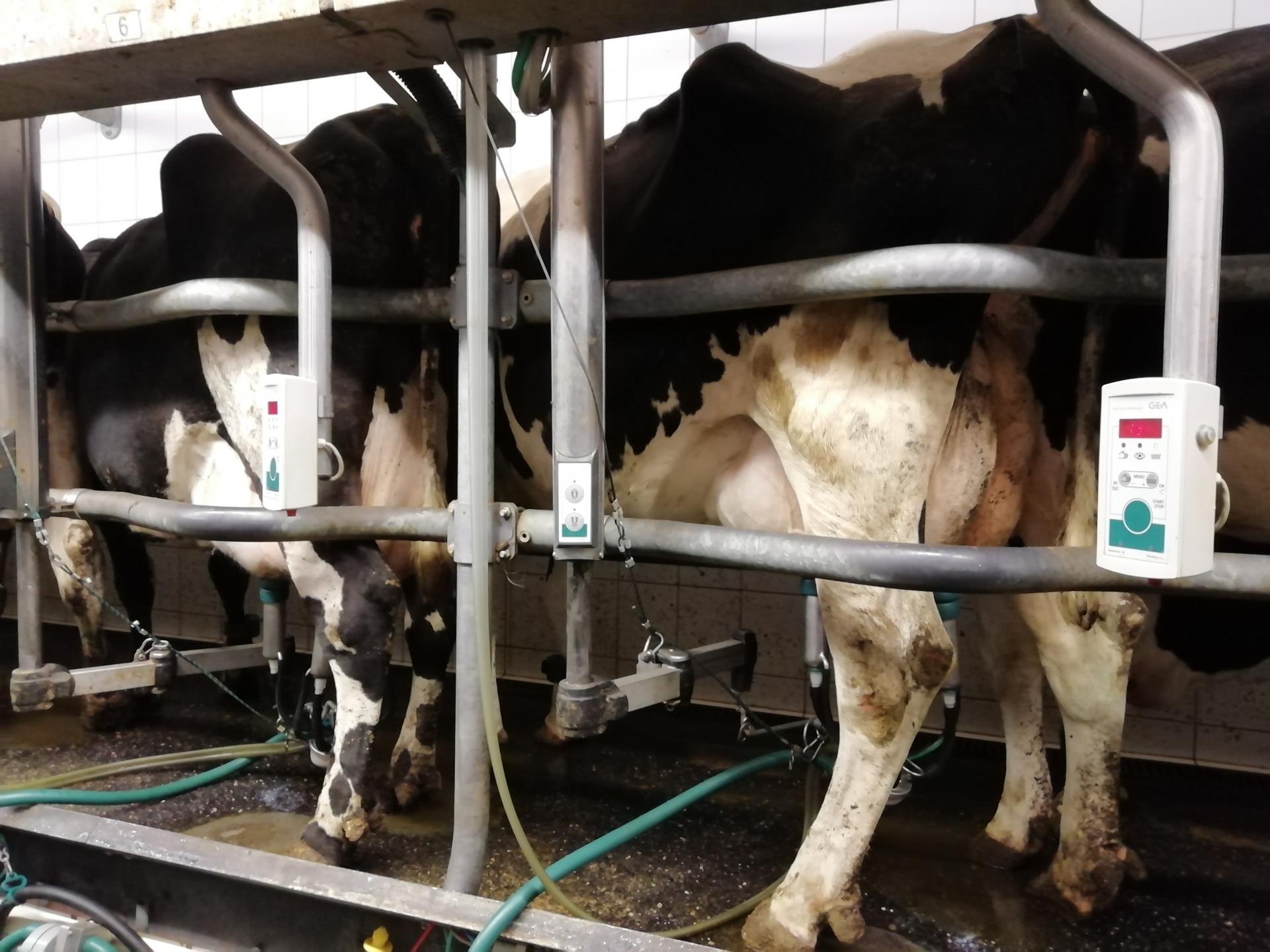 Mehrere schwarz weisse Kühe stehen in einer Melkstation mit Melkmaschinen angeschlossen