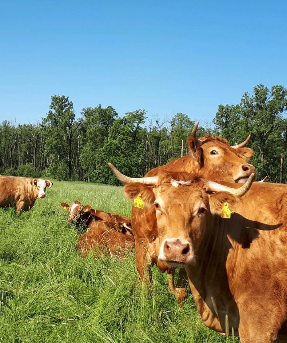Mehrere rotbraune Kühe mit gelben Ohrmarken stehen entspannt auf einer grünen Wiese