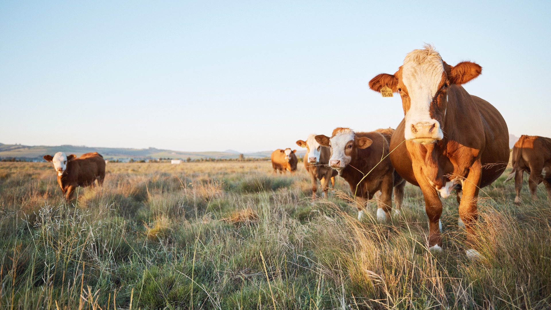Viehzucht, nachhaltige und Rinderherde auf einem Bauernhof auf dem Lande für eine umweltfreundliche Umgebung. Landwirtschaft, Tiere und Kühe für die Fleisch-, Milch- oder Rinderhandelsproduktion auf einer Wiese.
