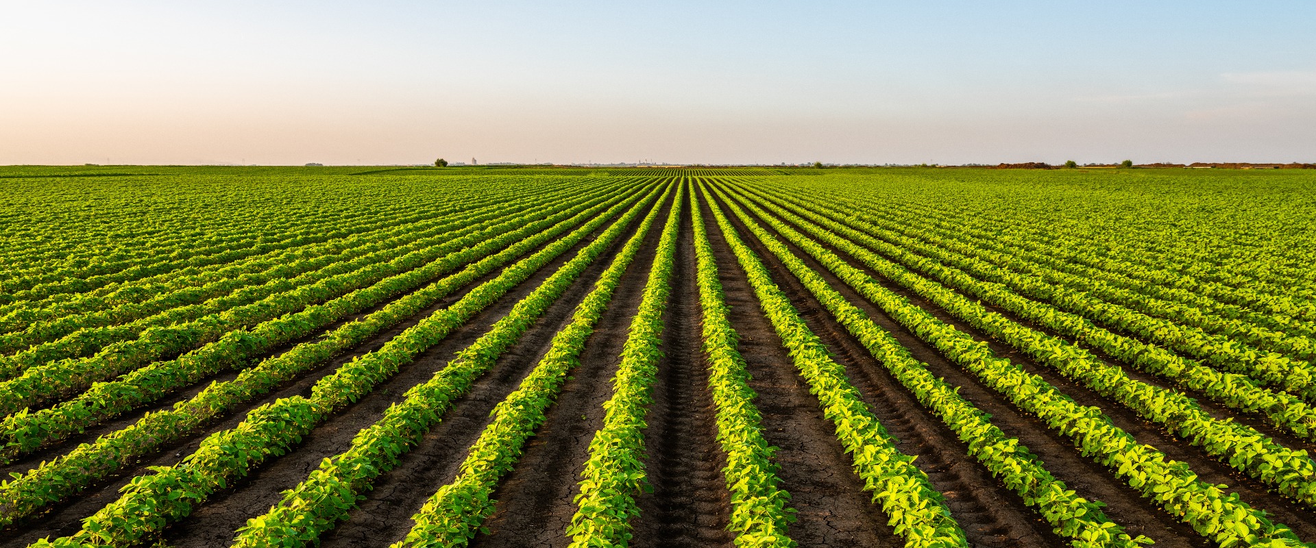 Blick auf ein landwirtschaftliches Feld mit Sojabohnen gegen den Himmel